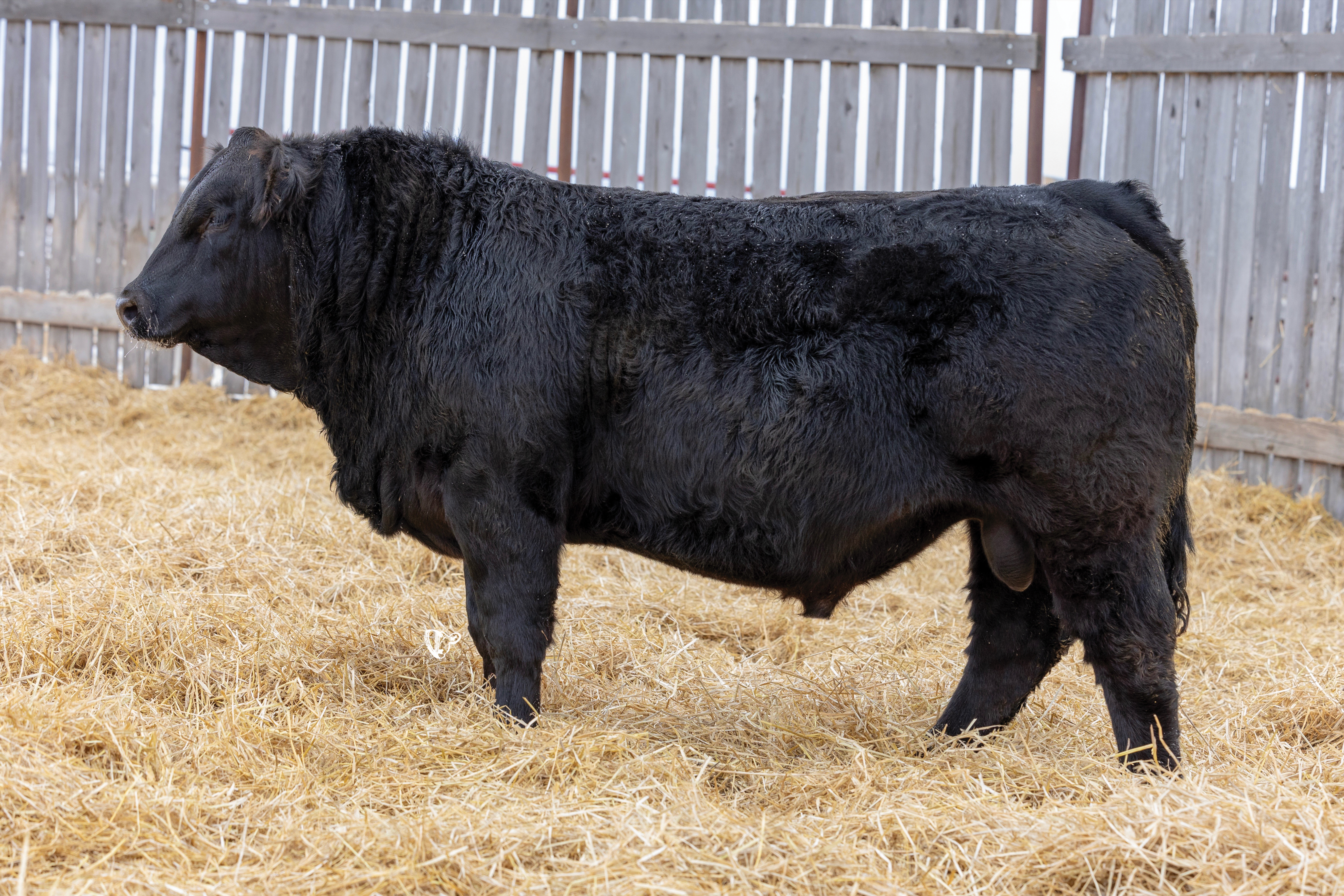 Yearling Bull